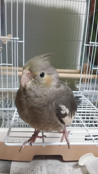 迷い鳥の写真