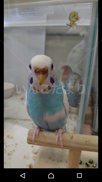 迷い鳥の写真