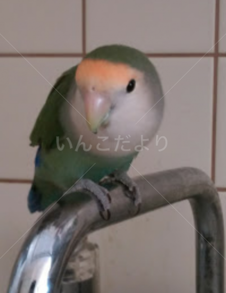 迷い鳥の写真