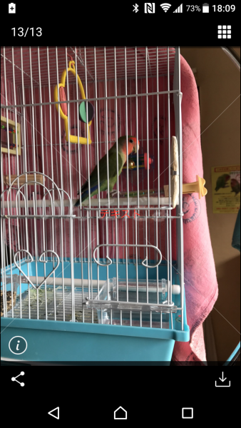保護鳥の写真
