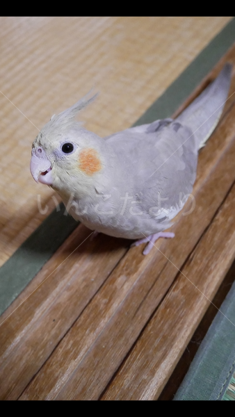 迷い鳥の写真