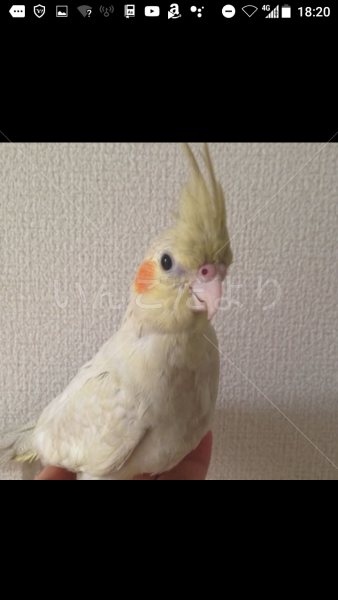 迷い鳥の写真