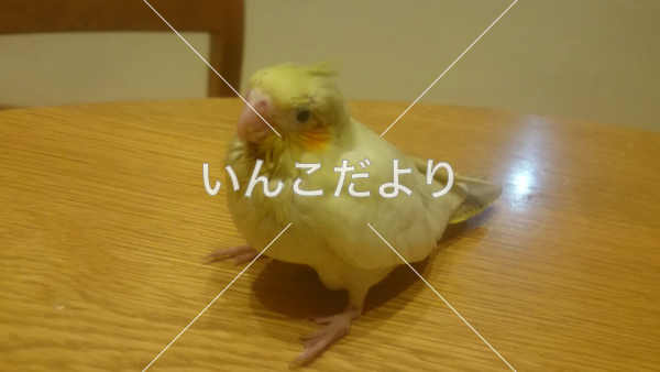 迷い鳥の写真