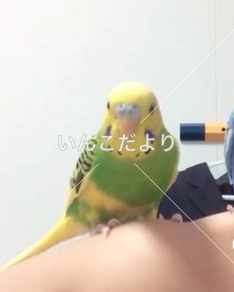 迷い鳥の写真