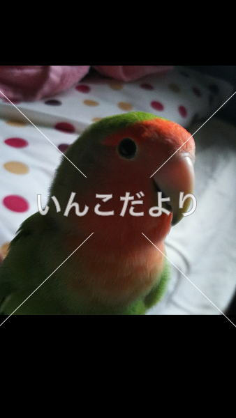 迷い鳥の写真