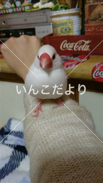 迷い鳥の写真