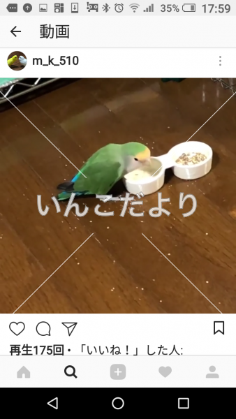 迷い鳥の写真