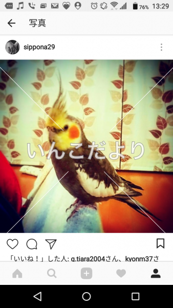 迷い鳥の写真