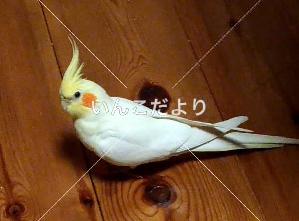 迷い鳥の写真