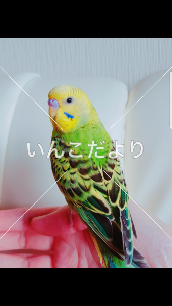 迷い鳥の写真