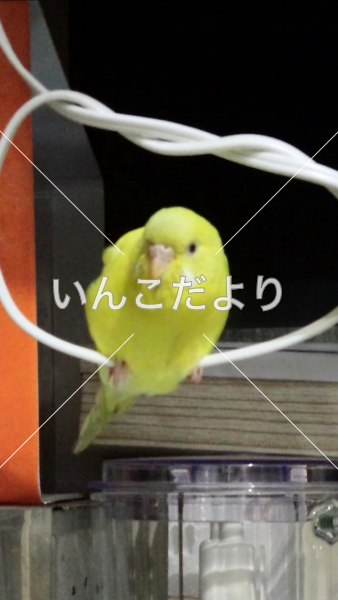 迷い鳥の写真