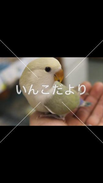 迷い鳥の写真