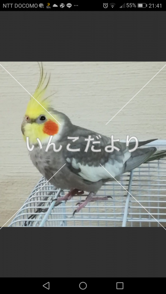 迷い鳥の写真