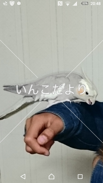 迷い鳥の写真