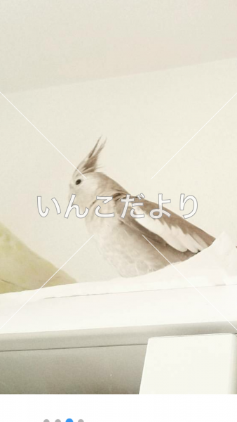 迷い鳥の写真