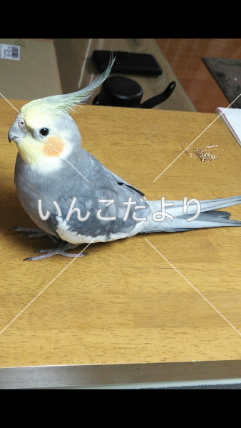 迷い鳥の写真