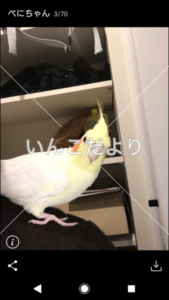 迷い鳥の写真