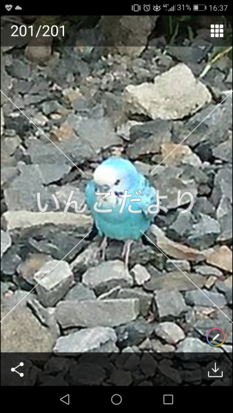 保護鳥の写真