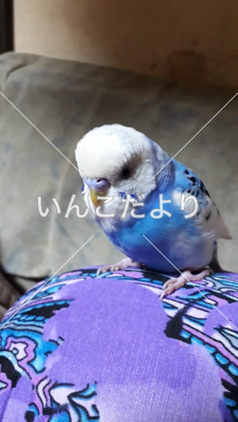 迷い鳥の写真