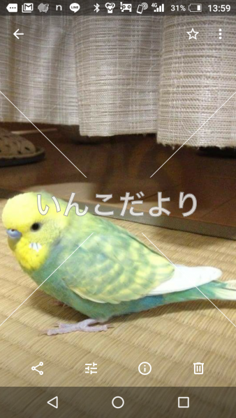 迷い鳥の写真