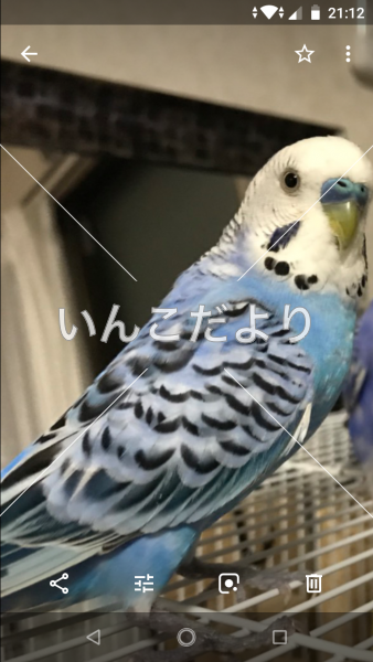 迷い鳥の写真