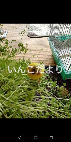 保護鳥の写真