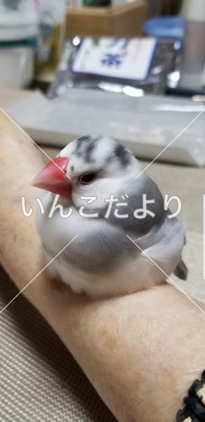 迷い鳥の写真