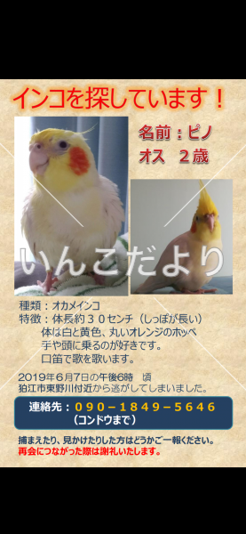 迷い鳥の写真