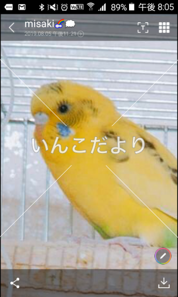 迷い鳥の写真