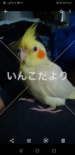 迷い鳥の写真