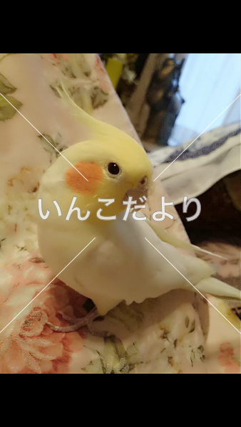 迷い鳥の写真