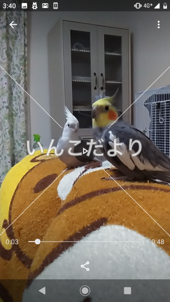 迷い鳥の写真