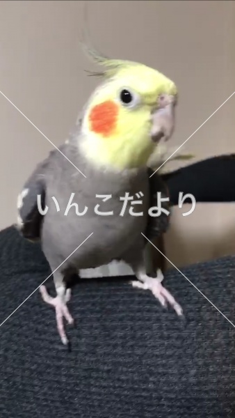 迷い鳥の写真