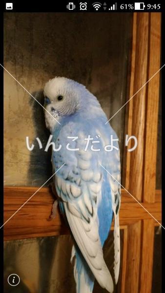 迷い鳥の写真