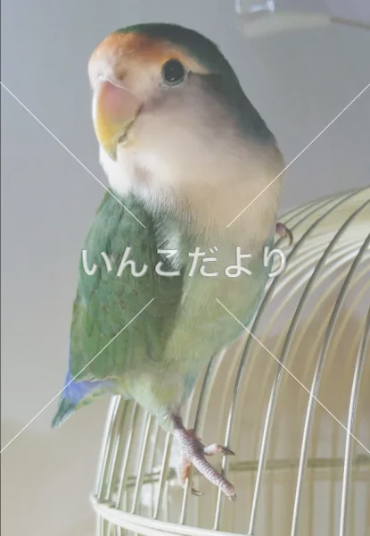 迷い鳥の写真