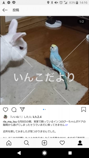 迷い鳥の写真