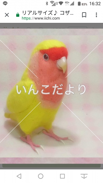 迷い鳥の写真