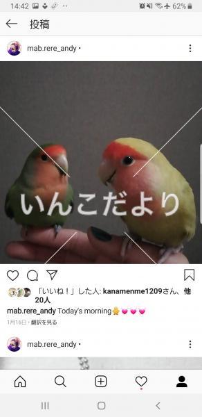 迷い鳥の写真