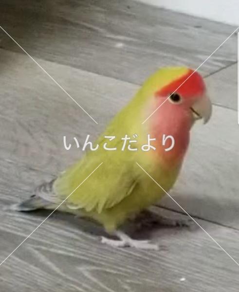 迷い鳥の写真