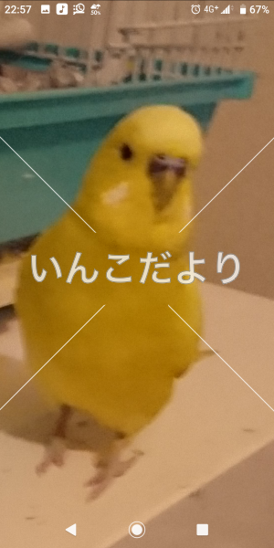 迷い鳥の写真