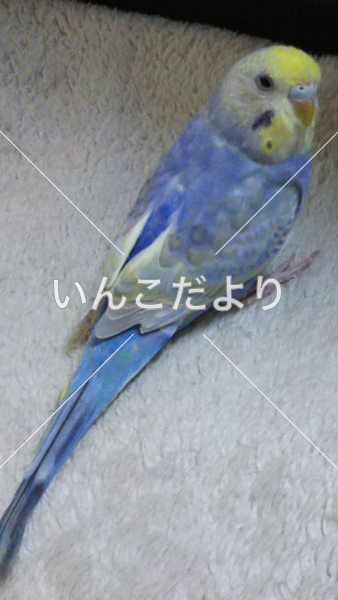 迷い鳥の写真