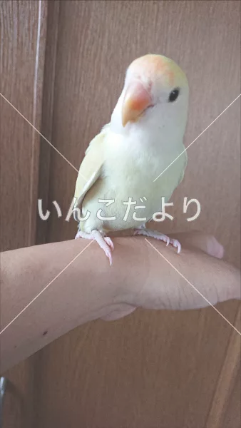 迷い鳥の写真