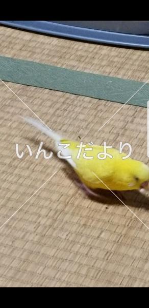 迷い鳥の写真