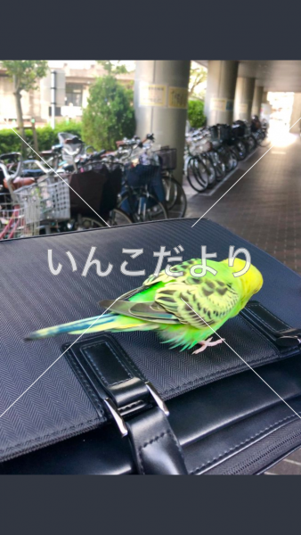 保護鳥の写真