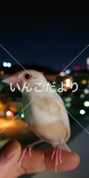 迷い鳥の写真