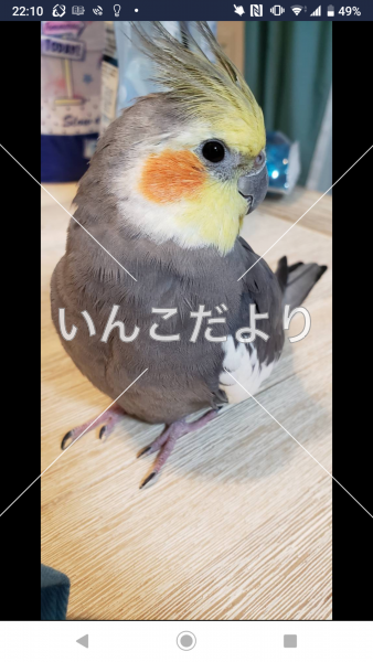 迷い鳥の写真
