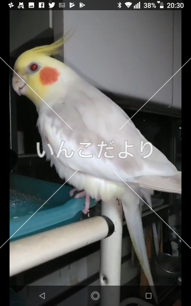 迷い鳥の写真