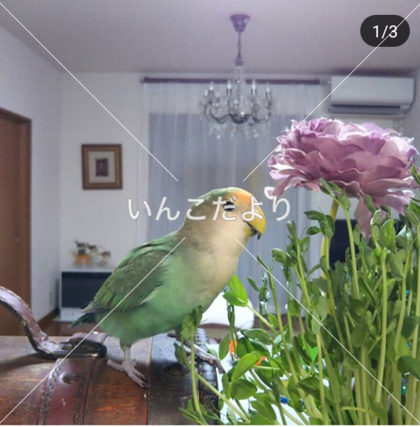 迷い鳥の写真
