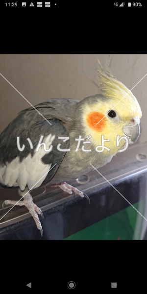 迷い鳥の写真