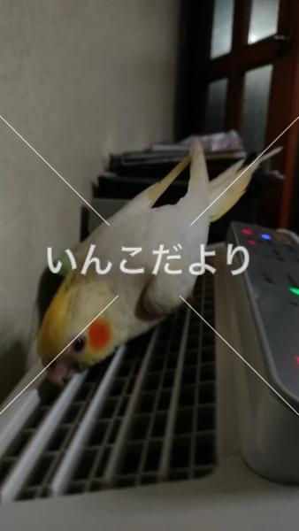 迷い鳥の写真